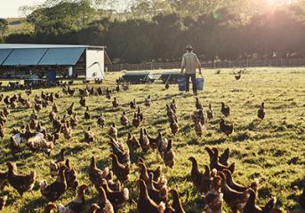 Agriculture